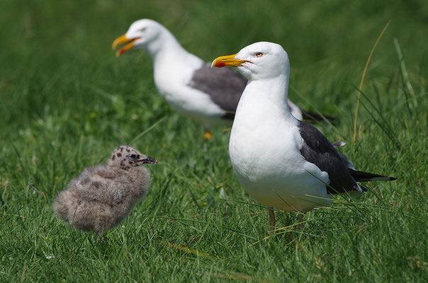 Heringsmöwe mit Jungvogel