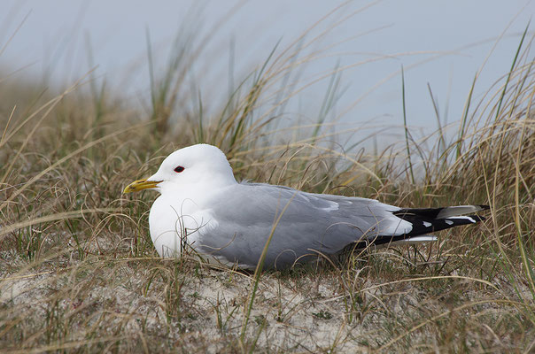 Sturmmöwe am Nest