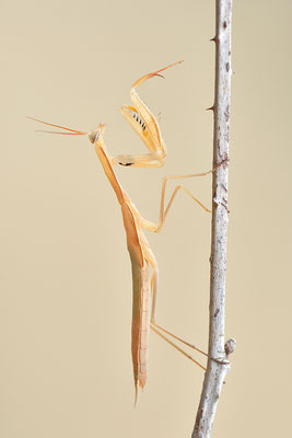 Gottesanbeterin subadult