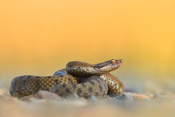 Aspisviper