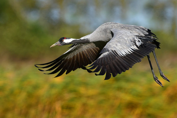 Kranich im Flug