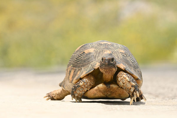 Breitrandschildkröte