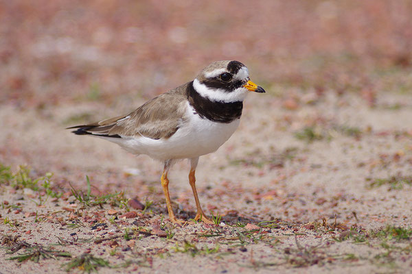 Sandregenpfeifer