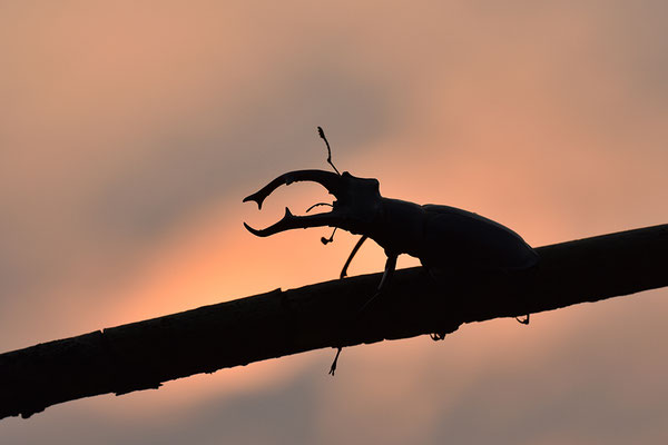 Hirschkäfer Männchen im Abendlicht