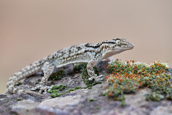 Mauergecko