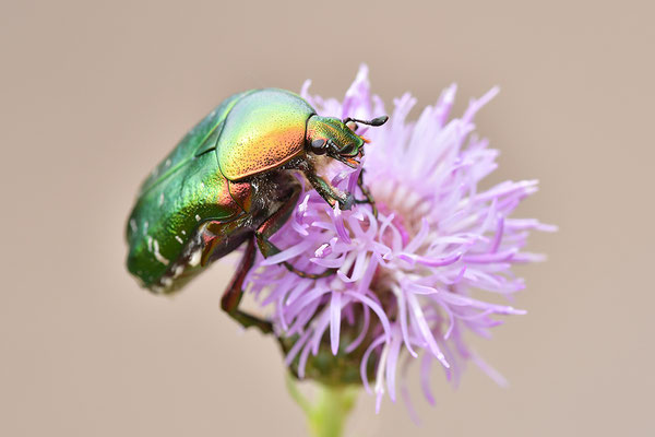 Rosenkäfer