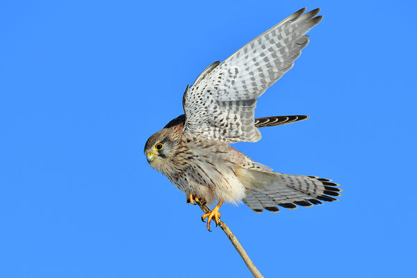 Turmfalke