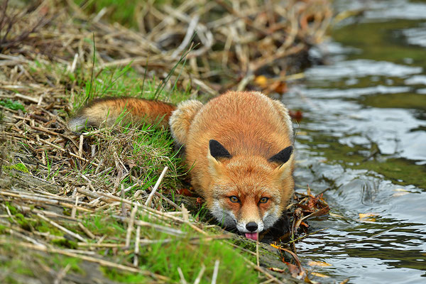 Fuchs