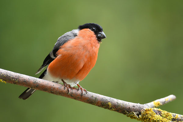 Dompfaff Männchen