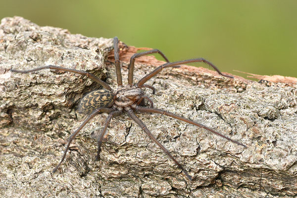 Große Winkelspinne, Hauswinkelspinne