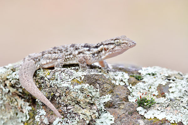 Mauergecko