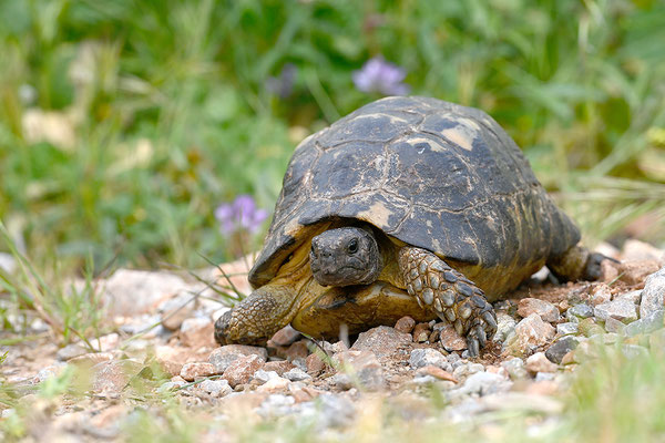 Breitrandschildkröte
