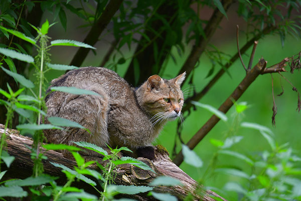 Wildkatze, Wildpark Anholter Schweiz