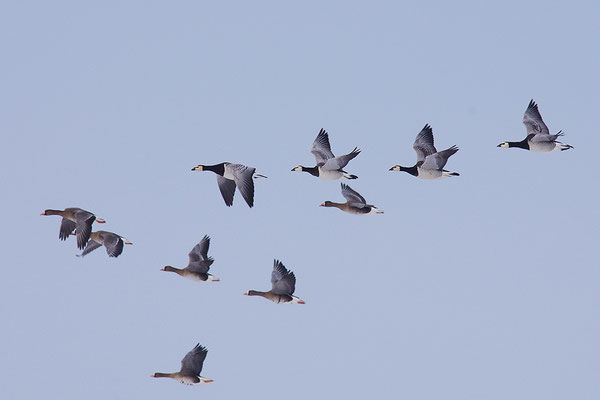 Nonnengans im Flug