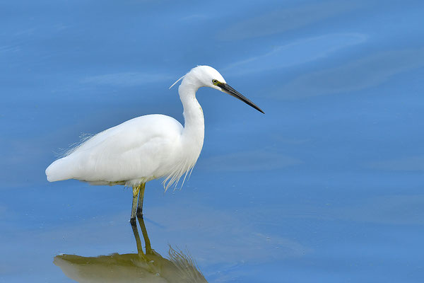Seidenreiher