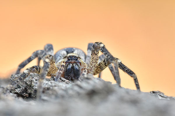 Nosferatu-Spinne Weibchen