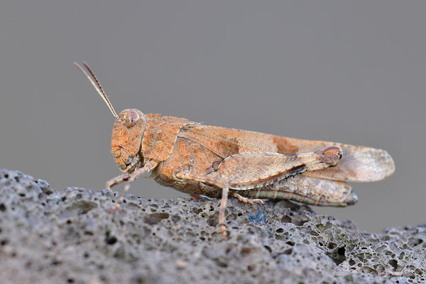 Blauflügelödlandschrecke