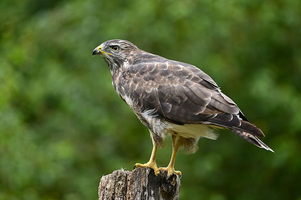Mäusebussard