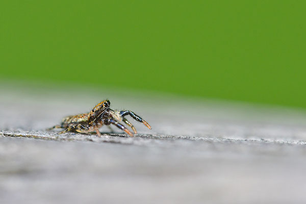 Springspinne