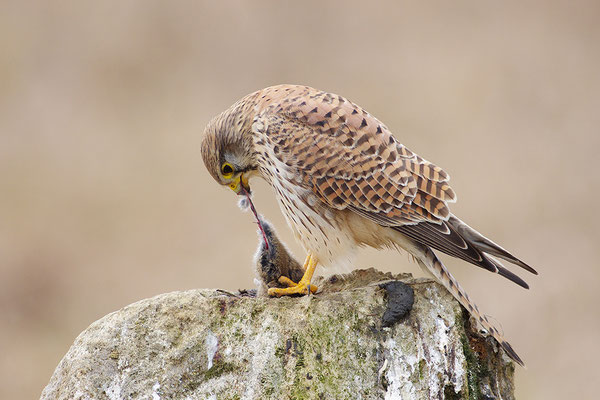 Turmfalke mit Beute