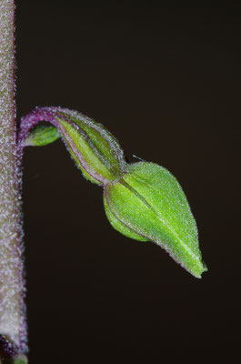 Violette Stendelwurz Knospe