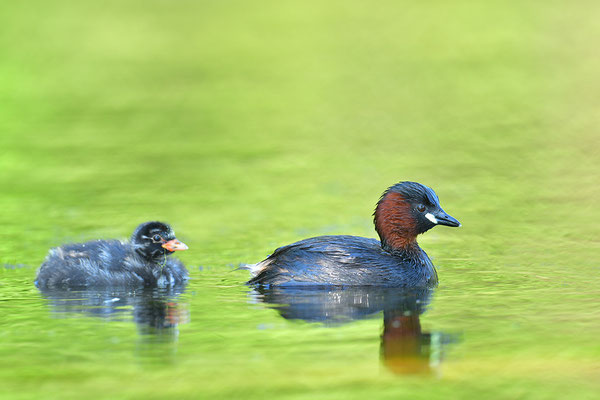 Zwergtaucher mit Jungem