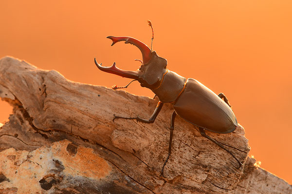 Hirschkäfer Männchen im Abendlicht