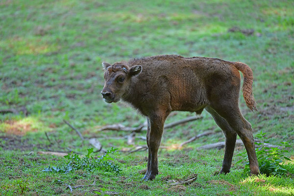 Wisent Jungtier