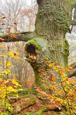 Urwald Sababurg