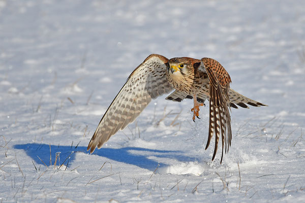 Turmfalke im Flug