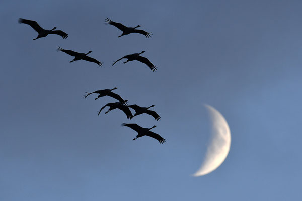 Kraniche vor dem Mond