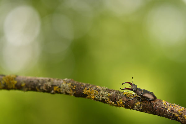 Hirschkäfer Männchen