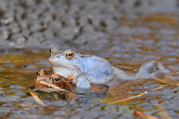 Moorfrosch