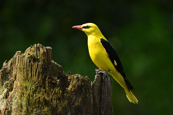 Pirol Männchen