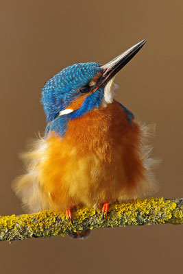 Eisvogel Männchen