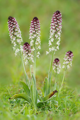 Brandknabenkraut