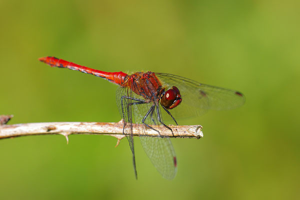 Heidelibelle Männchen