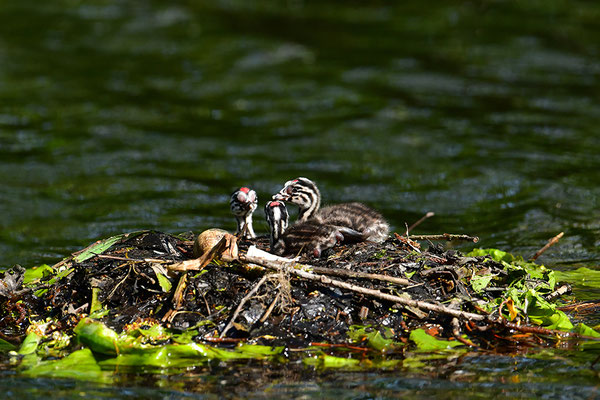 Haubentaucher Jungvögel am Nest