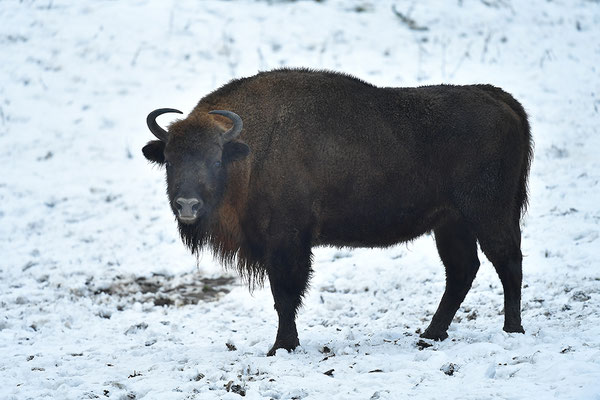 Wisent