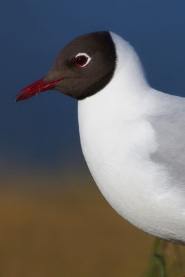 Lachmöwe Kopfportrait