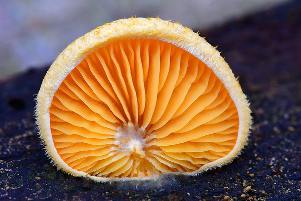 Orangeseitling