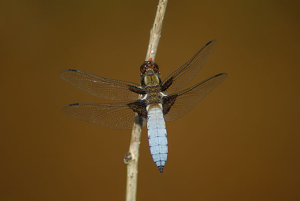 Plattbauch Männchen