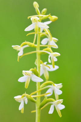 Weiße Waldhyazinthe