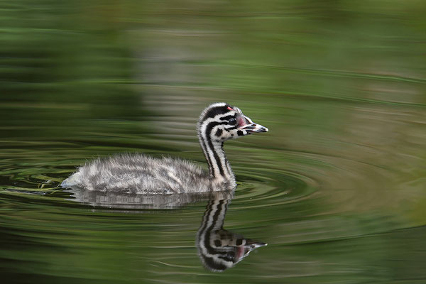 Haubentaucher Jungvogel