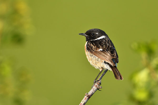 Schwarzkehlchen