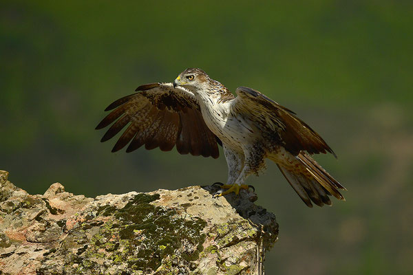 Habichtsadler
