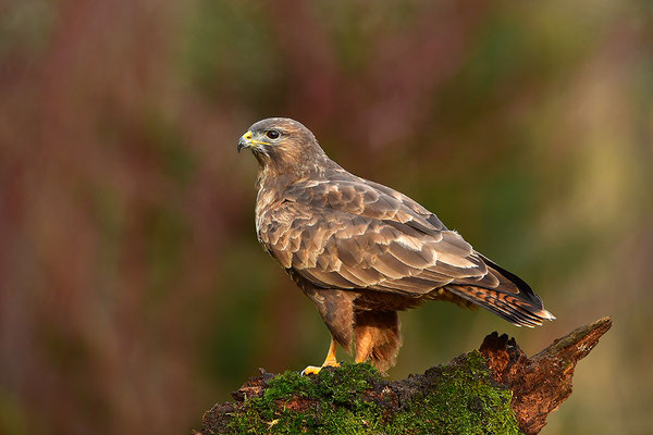 Mäusebussard