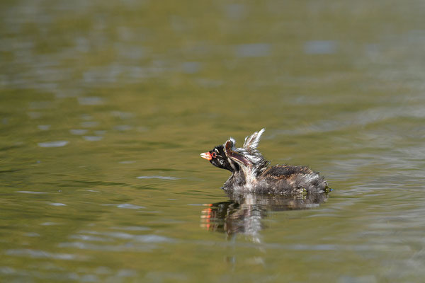 Zwergtaucher Jungvogel