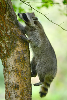Waschbär