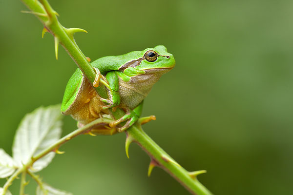 Laubfrosch Weibchen